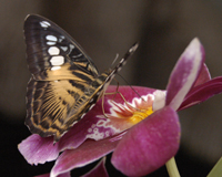 Бабочка живет от недели до нескольких месяцев. Кормить бабочку тоже просто: на специальный искусственный цветок достаточно капнуть несколько капель воды с сахаром или медом. Бабочка будет сама находить там пищу. Некоторые виды вообще не нуждаются в еде. 